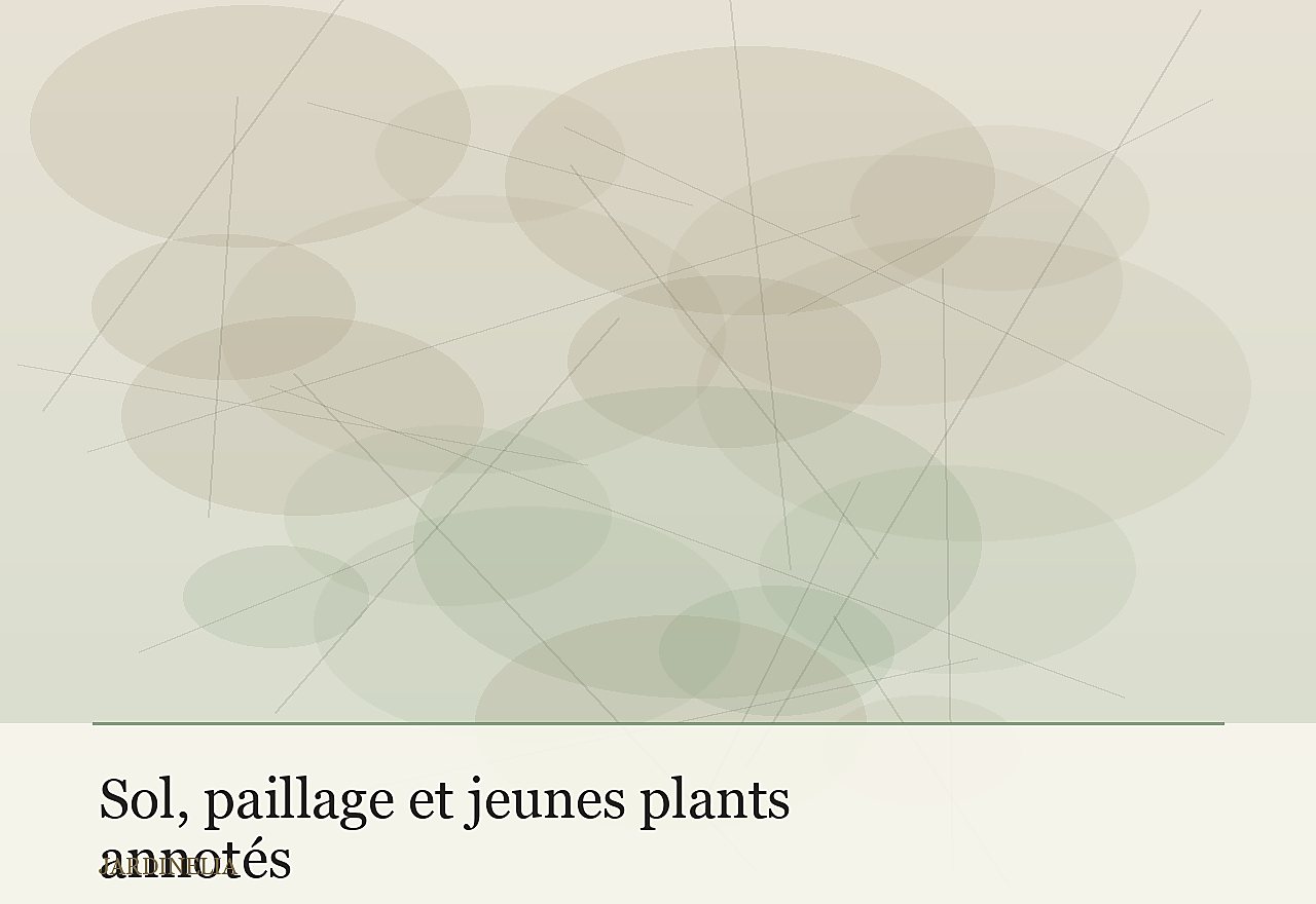 Sol, paillage et jeunes plants annotés